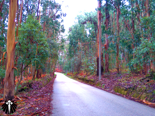 Há muitos bosques nessa área, onde a natureza convida a reflexão! Thumb