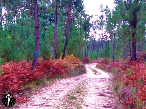 A trilha pelos bosques portugueses são as melhores, pois a terra fofa é um alívio para os pés! Thumb
