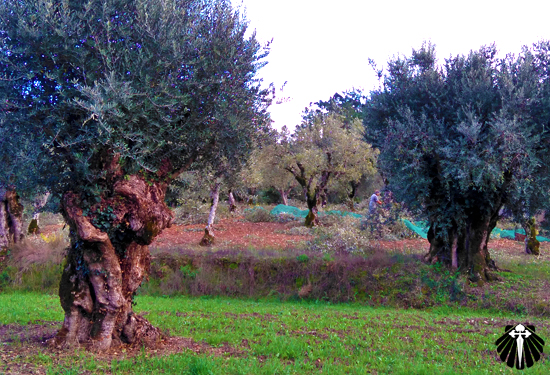 Oliveiras gigantes!!! Jamais havia visto destes tamanhos! Thumb