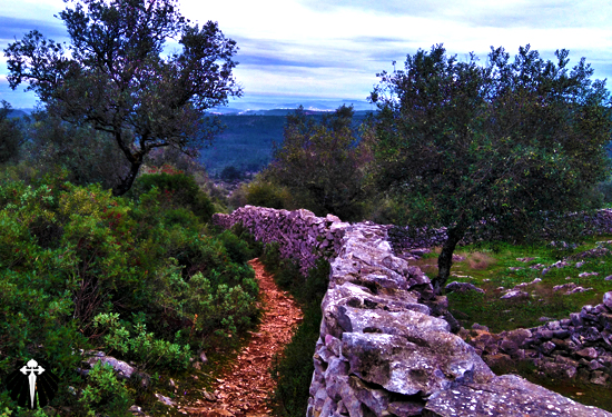 Um dos atalhos do Caminho de Fátima/ Português... Por entre oliveiras carregadas. Thumb