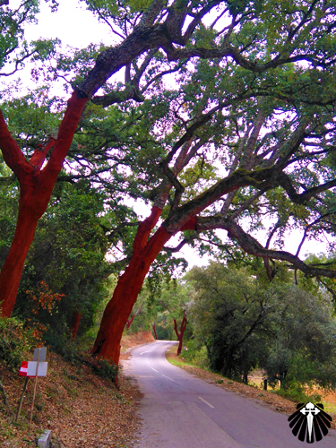 E o Caminho Português - Fátima se despede da área urbana e dá boas-vindas aos bosques. Thumb