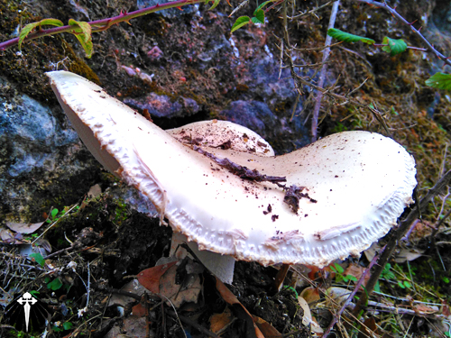 E o Caminho Português - Fátima se despede da área urbana e dá boas-vindas aos bosques. Thumb