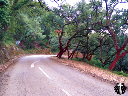 E o Caminho Português - Fátima se despede da área urbana e dá boas-vindas aos bosques. Thumb