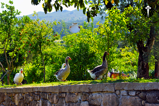 Peregrinos! Peregrinos!